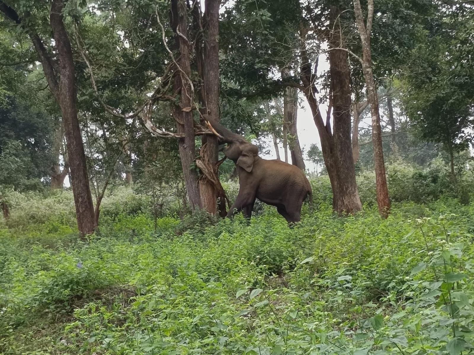 Kuruva Shoreline Wayanad Chegat Exterior photo